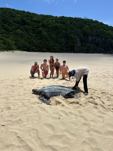 BVI Boat Charter Captain Spots Leatherback Sea Turtle